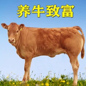 肉牛犊活体牛仔活牛出售小牛犊母牛贵州云南四川湖南小黄牛活苗