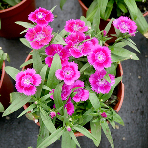 韩氏蔬菜淘宝祥瑞康乃馨红色石竹花带花苞发货阳台庭院盆栽花卉耐寒