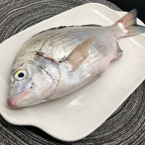 霞浦野生海钓黑翅鱼黑格飞格黑雕黑鲷鱼黑鳍鲷海鲫鱼4斤包邮