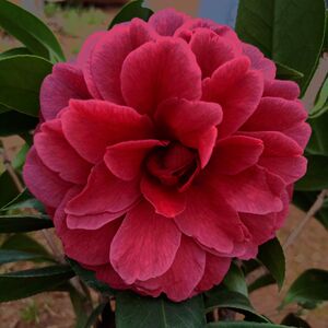 茶花盆栽名贵嫁接