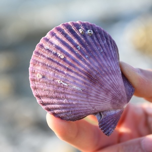 天然稀有海螺彩色贝壳成对扇贝标本鱼缸造景海洋纪念手工居家摆件