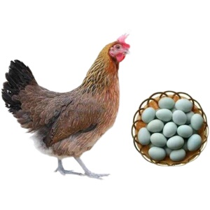 成年麻羽鸡活体土鸡绿壳蛋鸡下蛋鸡生蛋鸡活鸡