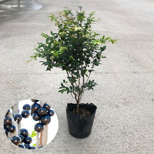 嘉宝果树苗 加宝果树四季早生新品种艾斯卡水果树苗台湾树葡萄