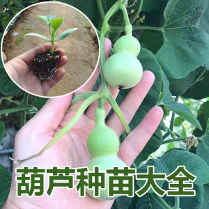 小亚葫芦葫芦秧苗手捻大亚腰八宝葫芦阳台庭院爬藤盆栽巨型葫芦苗