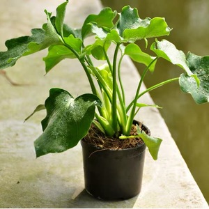 春雨绿植春羽盆栽小天使绿植大叶懒人好养四季常青办公室植物水培