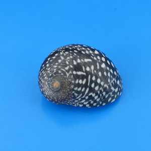 锦蜒螺(附口盖,菲律宾产)