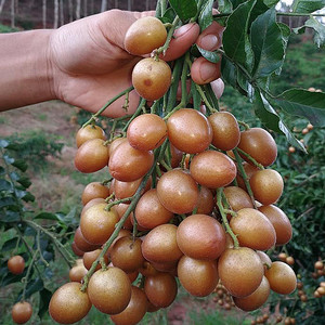 无核鸡心黑黄皮果苗南方北方阳台四季盆栽地栽各种水果苗当年结果