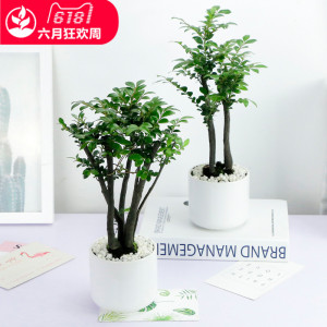 小叶观赏紫檀木盆景观赏植物盘景室内水培植物绿植树桩办公室盆栽