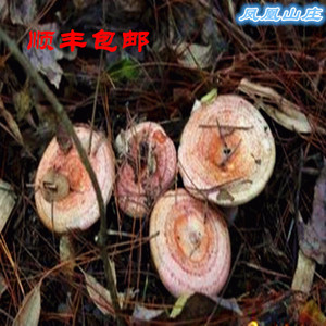 00 0人付款  淘宝 安徽安庆特产2017新鲜的三九菇毛草菇枞树菇纯野生