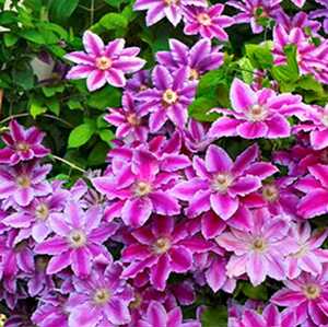 铁线莲鲁佩尔博士