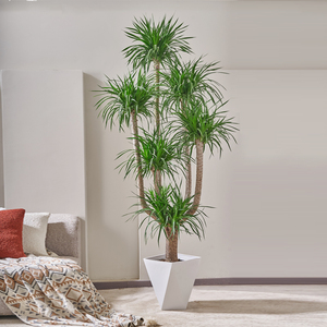 多头龙血树盆栽客厅绿植造型大盆景(基地直播专用 一物一拍 )