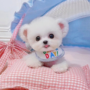 出售纯种白色飞耳米琪耳比熊犬幼犬茶杯犬活体宠物狗狗衣服