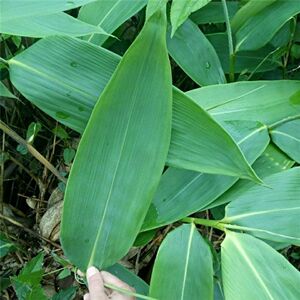 1号园艺正宗纯野生大粽叶苗粽叶树苗端午节包粽子箬竹叶种苗四季