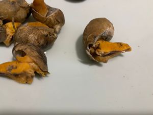 粘螺老婆脚4斤包邮顺丰空运!