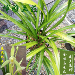 兰花苗建兰四季兰金丝马尾爪带花苞金边线艺室内绿植花卉盆栽包邮