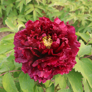 日系黑色牡丹花苗 皇嘉门 菏泽洛阳盆栽地栽多层重瓣大花五六年