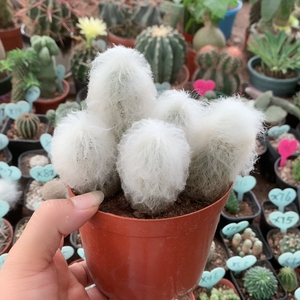 老乐柱群生多头超大仙人球毛柱属沙生毛茸茸多肉植物盆栽创奇花卉