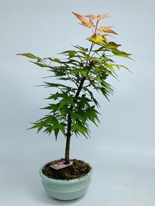 日本进口红千鸟枫树盆景