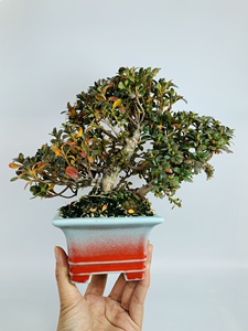 日本进口菊姬皋月杜鹃盆景小品稀有名贵矮霸造型办公室阳台盆栽