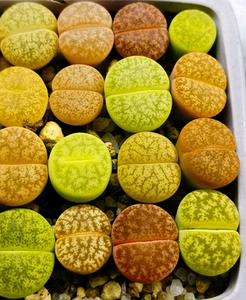 多肉植物彩色生石花石头花一箭之遥紫勋杂绫耀玉花卉绿植盆栽园艺