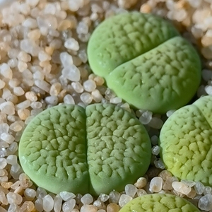 裸根不带土萌多肉植物盆栽绿色生石花绿富贵美观趣味阳台窗台庭院