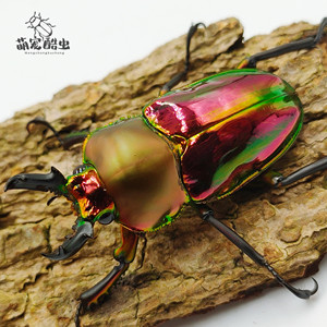 澳洲彩虹锹甲成虫  甲虫  成虫 锹甲 花金龟 甲虫宠物 生日礼物