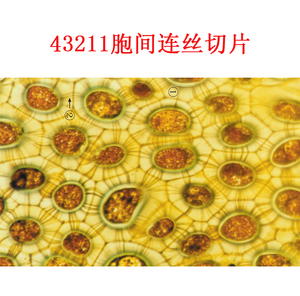 柿胚乳切片 示胞间连丝 中学生物显微镜观察玻片 植物细胞标本0人付款