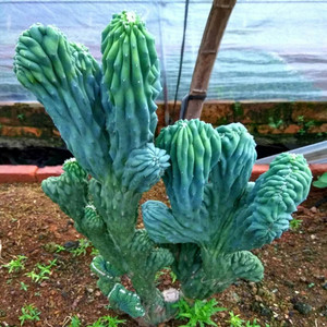 店天猫仙人山虎头罗汉山影拳 五指山仙人掌盆栽 玉麒麟类多肉植物盆景