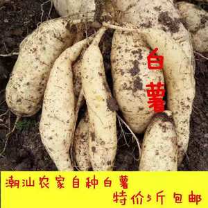 广东潮汕农家现挖白皮鸡蛋黄粉地瓜红薯板栗番薯香甜地瓜产地直销
