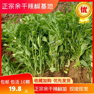 正宗余干辣椒苗10颗辣椒秧苗枫树薄皮青辣椒江西特产余干辣椒树苗