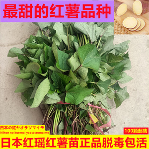 日本红瑶红薯苗正品脱毒高产优质地瓜苗冰糖蜜薯红皮黄肉超甜包邮