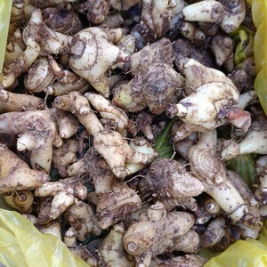 贵州中药材野生白芨新鲜白及山小白鸡苗族侗族原生态无污染500g克