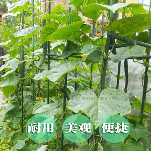 黄瓜丝瓜爬滕架 种菜搭棚架花架 植物攀爬架子 蔬菜支柱直径11mm