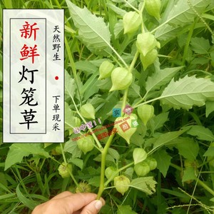 野生新鲜灯笼草500克包邮 灯笼泡草  酸浆 天泡草 现采灯笼草