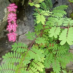 云实苗