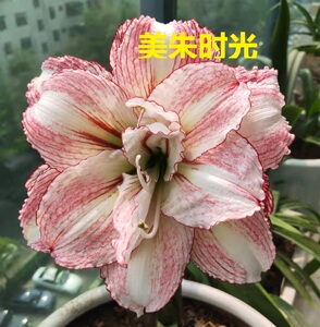 美朱时光  澳洲  安吉拉. 阿里安娜