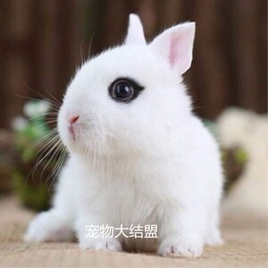 宠物兔子迷你垂耳兔猫猫兔活体宝宝小型侏儒兔可爱迷人礼物兔包邮