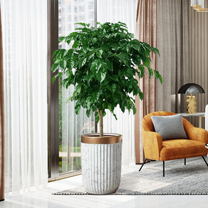 【客厅植物盆景】客厅植物盆景品牌,价格 - 阿里巴巴