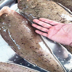 野生龙利鱼新鲜鲜活水产舌头鱼深海踏板鱼鲜活龙蛇鱼三边鱼