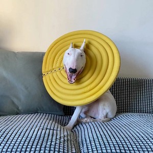 狗伊丽莎白圈大型犬防舔头套狗项圈宠物防咬圈猫咪耻辱圈狗狗用品