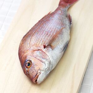 3斤装约2条加吉鱼新鲜刺身鲜活鲷鱼斑加吉加真鲷铜盆鱼深海鱼