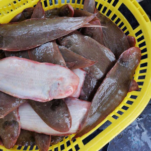 1份3条3斤特大牛舌头鱼新鲜冷冻龙利鱼踏板鱼舌鳎鱼鳎米鱼鳎目鱼