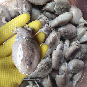 3斤装小墨鱼新鲜速冻海鲜鲜活乌贼鱼墨斗鱼目鱼墨鱼仔1斤约10个