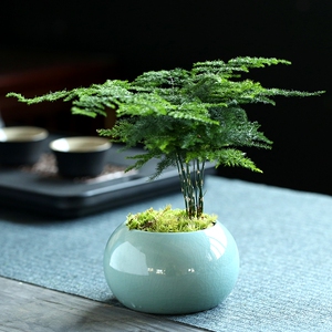 文竹植物盆栽室内四季好养竹子办公室桌面绿植花卉吸甲醛小盆景