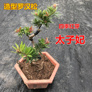 太子妃盆栽造型罗汉松 四季红芽罗汉松 庭院观赏盆景造型树常青树