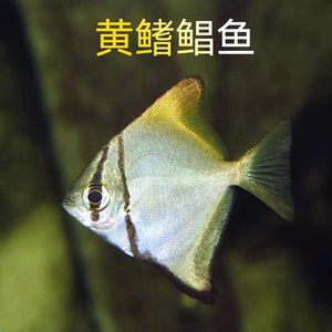 黄鳍鲳黄旗昌鱼淡化鱼黄旗鲳鱼银大眼鲳单指鲳活体热带鱼观赏鱼