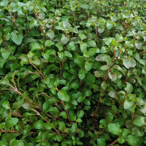 台湾红枸杞叶苗 盆栽 可食用 凉拌炒菜生吃 新鲜台湾枸杞苗