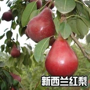 庭院盆栽果树苗 新西兰红梨树苗 嫁接梨树苗 当年结果 红色梨树苗
