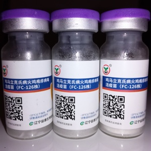 杨新晓15225116659淘宝小鸡出壳第一针鸡病鸡马力克鸡马立克疫苗鸡