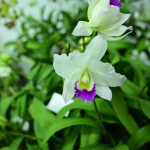 【大花卡特兰花】大花卡特兰花品牌,价格 - 阿里巴巴